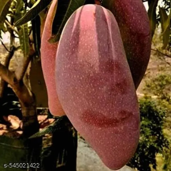 Japanese_Mango_Fruit_Plant