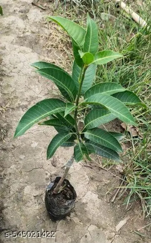Japanese_Mango_Fruit_Plant