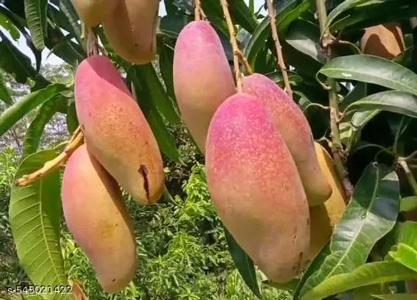 Japanese_Mango_Fruit_Plant