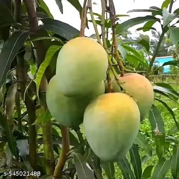 Sweet_All_Time_Hybrid_Mango