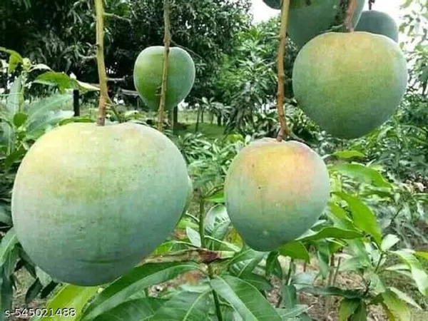 Sweet_All_Time_Hybrid_Mango