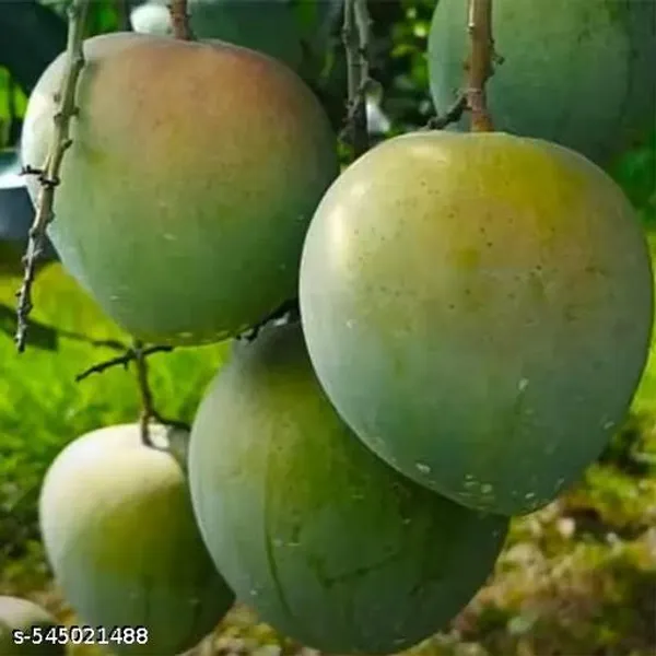 Sweet_All_Time_Hybrid_Mango