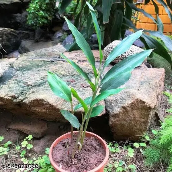 Green_Cardamom_Hybrid_Elichi_Plant_Best_Quality_Plant