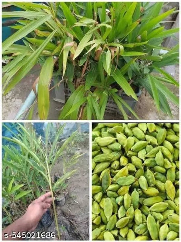 Green_Cardamom_Hybrid_Elichi_Plant_Best_Quality_Plant