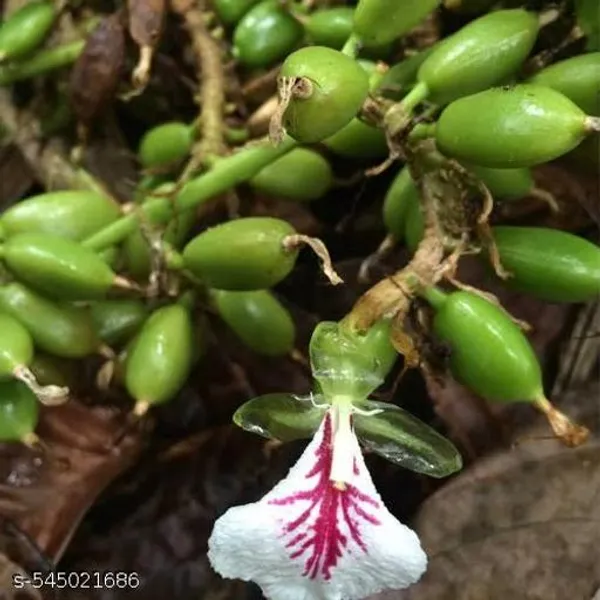 Green_Cardamom_Hybrid_Elichi_Plant_Best_Quality_Plant