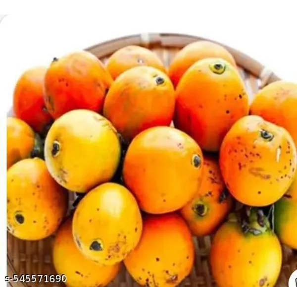 Hybrid_Betel_Nut_Supari_Areca_Nut_Palm_Plant