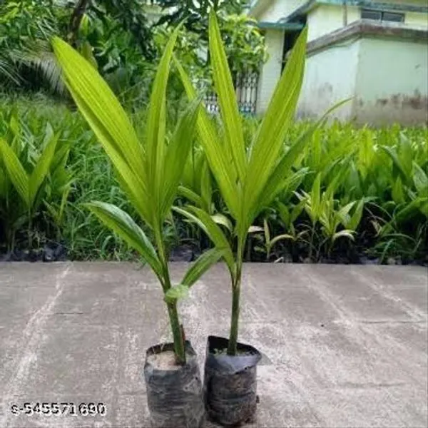 Hybrid_Betel_Nut_Supari_Areca_Nut_Palm_Plant