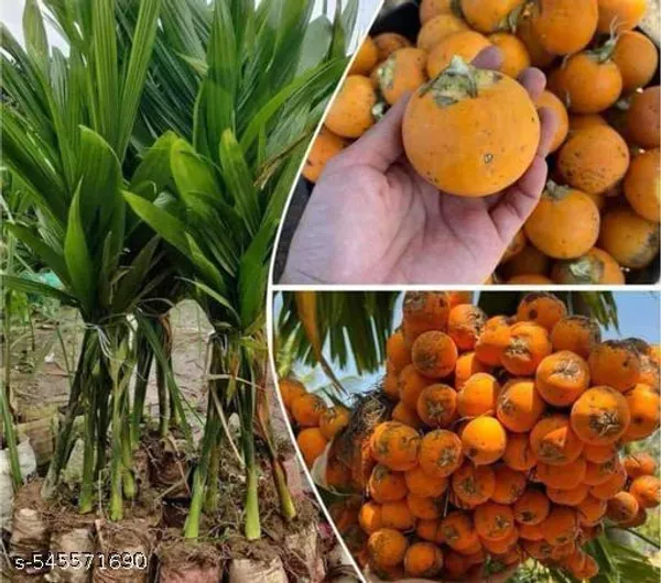 Hybrid_Betel_Nut_Supari_Areca_Nut_Palm_Plant