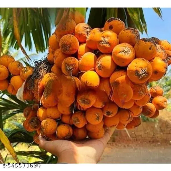 Hybrid_Betel_Nut_Supari_Areca_Nut_Palm_Plant