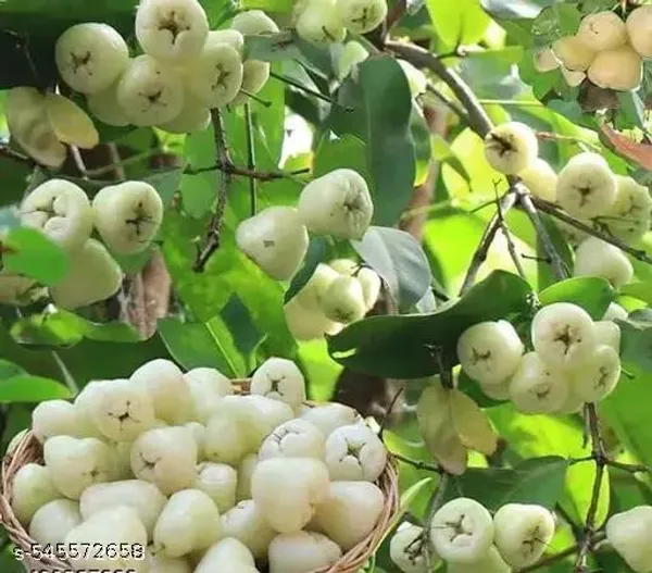 Hybrid_Water_Apple_Jamrul_Java_Apple_Fruit_Plant