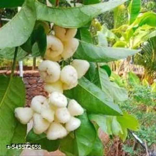 Hybrid_Water_Apple_Jamrul_Java_Apple_Fruit_Plant
