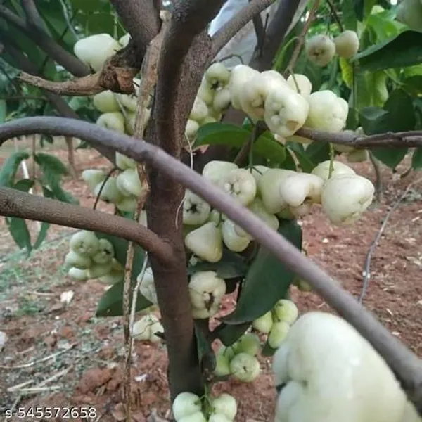 Hybrid_Water_Apple_Jamrul_Java_Apple_Fruit_Plant