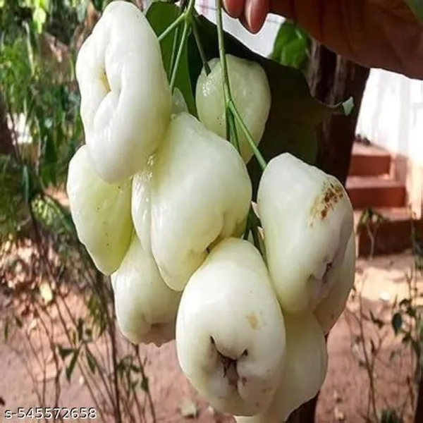 Hybrid_Water_Apple_Jamrul_Java_Apple_Fruit_Plant