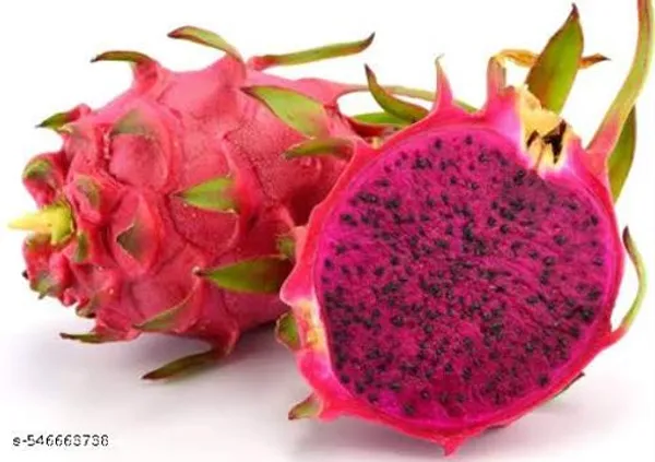 Pack_Of_3_Dragon_Red_White_Yellow_Fruit_Plant_Hybrid