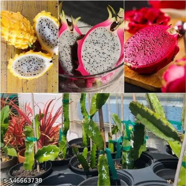 Pack_Of_3_Dragon_Red_White_Yellow_Fruit_Plant_Hybrid