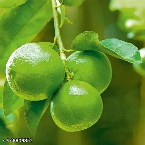 Pack_Of_2_All_Time_Hybrid_Seedless_Lemon_Plant
