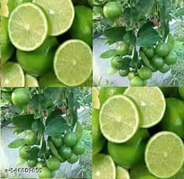 Pack_Of_2_All_Time_Hybrid_Seedless_Lemon_Plant