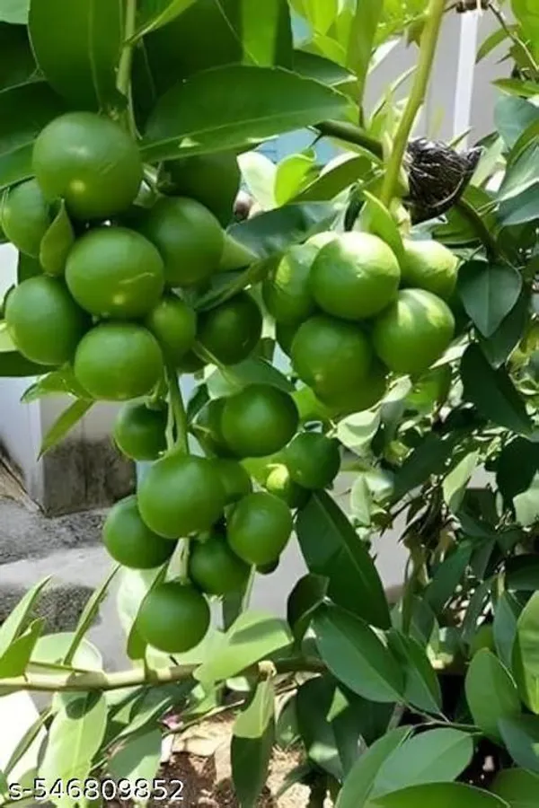 Pack_Of_2_All_Time_Hybrid_Seedless_Lemon_Plant