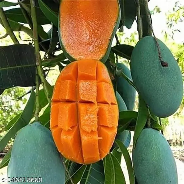 Arumanis_Mango_Indonesian_Variety_Grafted_Plant