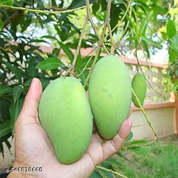Arumanis_Mango_Indonesian_Variety_Grafted_Plant