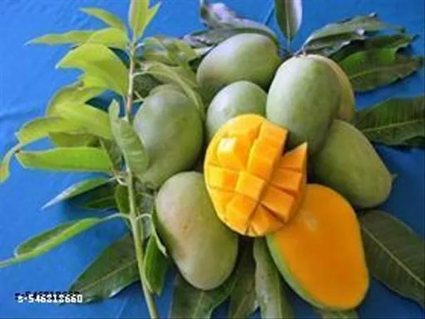 Arumanis_Mango_Indonesian_Variety_Grafted_Plant