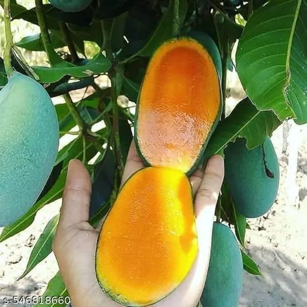 Arumanis_Mango_Indonesian_Variety_Grafted_Plant