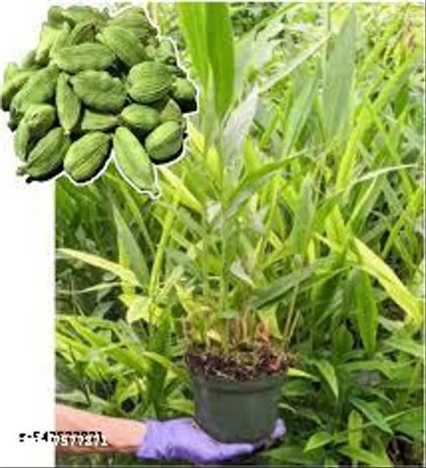 Hybrid_Elaichi_Cardamom_Plant