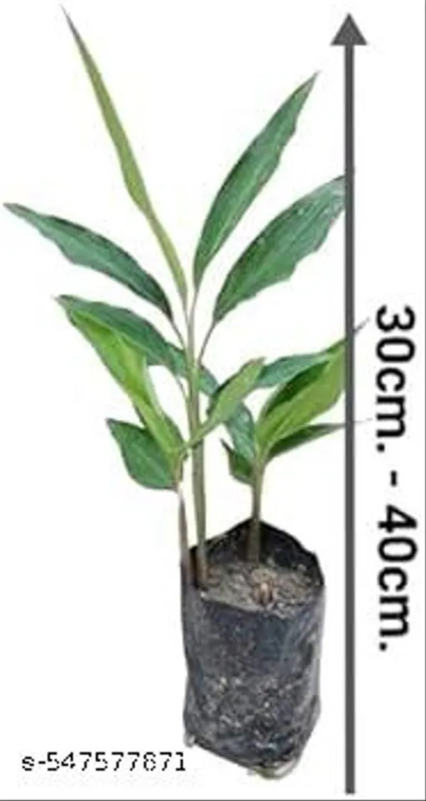 Hybrid_Elaichi_Cardamom_Plant