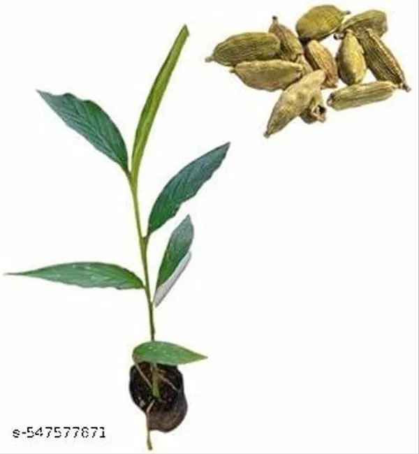 Hybrid_Elaichi_Cardamom_Plant