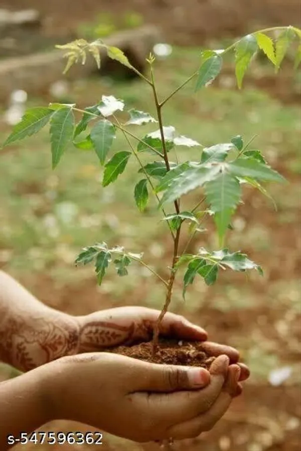 Neem_Plant_Medicinal_Plant
