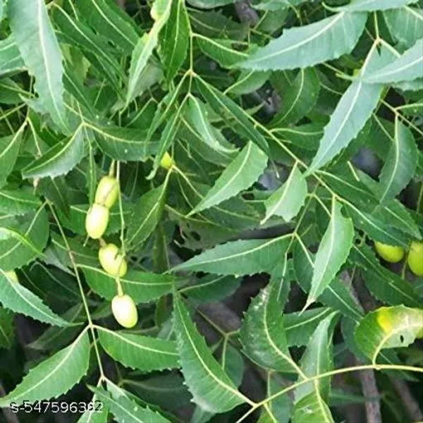 Neem_Plant_Medicinal_Plant
