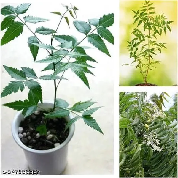 Neem_Plant_Medicinal_Plant