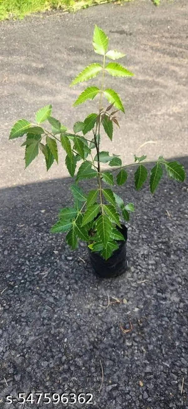 Neem_Plant_Medicinal_Plant