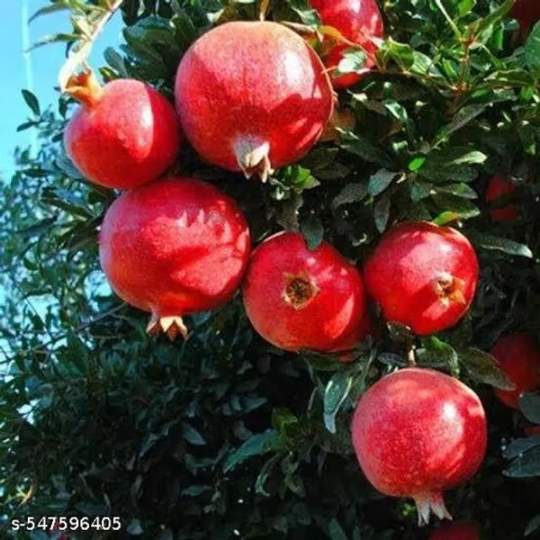 Dalim_Pomegranate_Plant_Hybrid