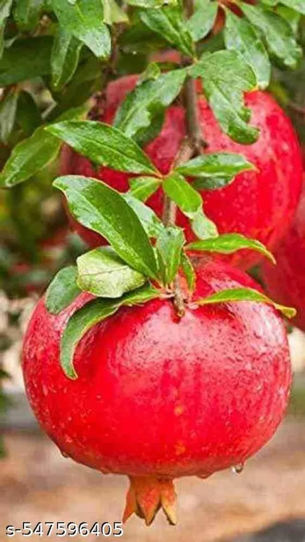 Dalim_Pomegranate_Plant_Hybrid