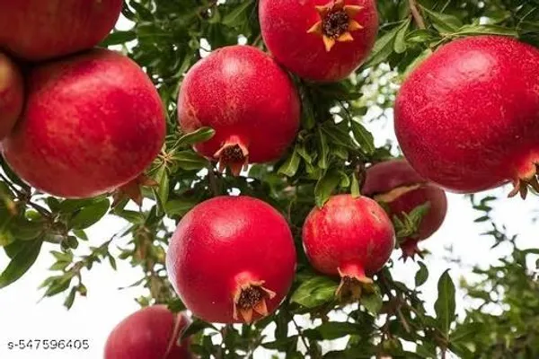 Dalim_Pomegranate_Plant_Hybrid