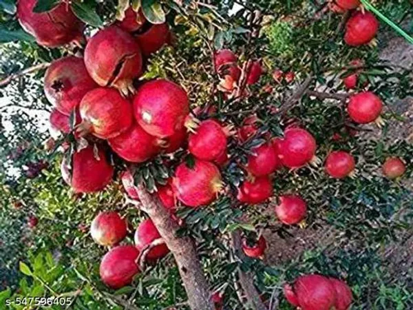 Dalim_Pomegranate_Plant_Hybrid