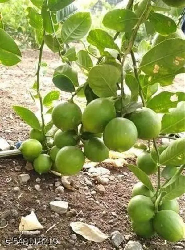 Pack_Of_2_All_Time_Hybrid_Seedless_Lemon_Plant