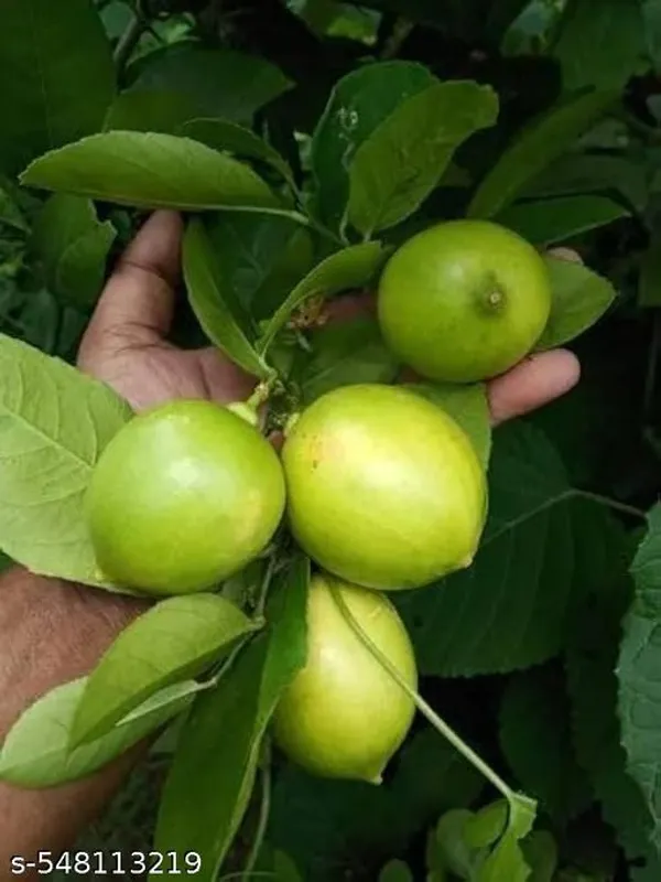 Pack_Of_2_All_Time_Hybrid_Seedless_Lemon_Plant