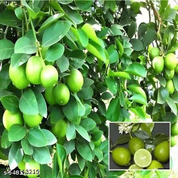 Pack_Of_2_All_Time_Hybrid_Seedless_Lemon_Plant