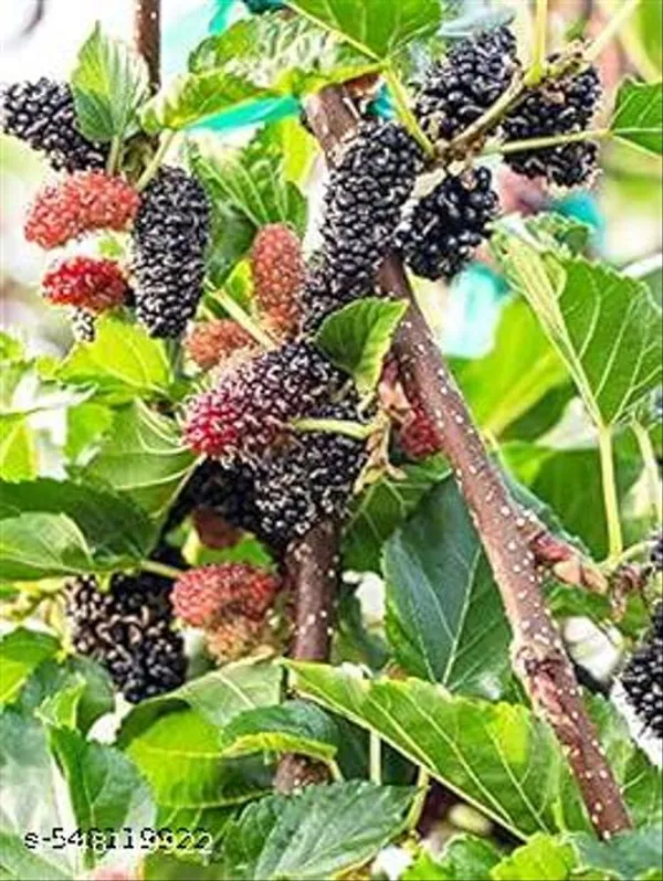 Hybrid_Shahtoot_Mulberry_Plant