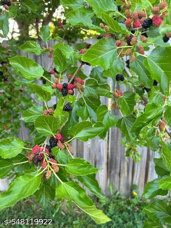 Hybrid_Shahtoot_Mulberry_Plant