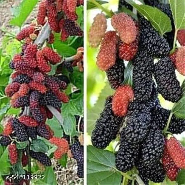 Hybrid_Shahtoot_Mulberry_Plant