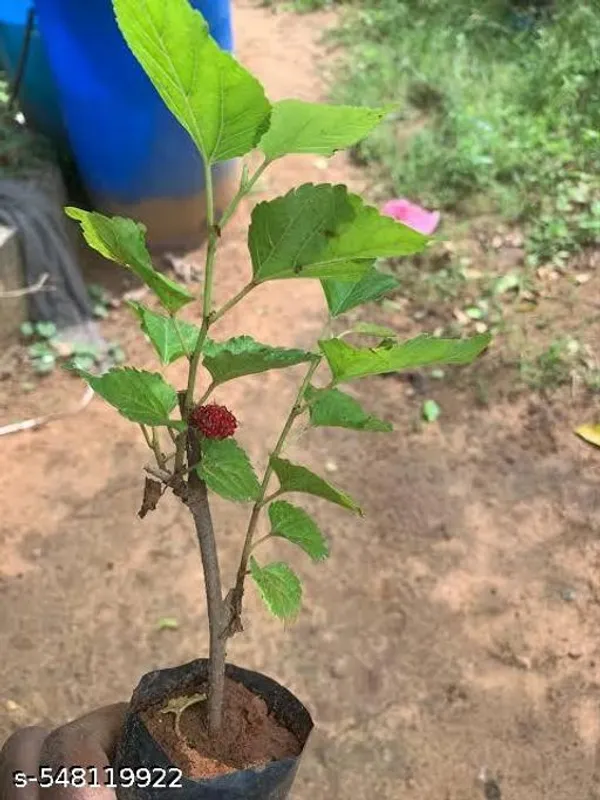 Hybrid_Shahtoot_Mulberry_Plant