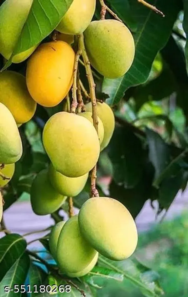 Kesar_Mango_Plant