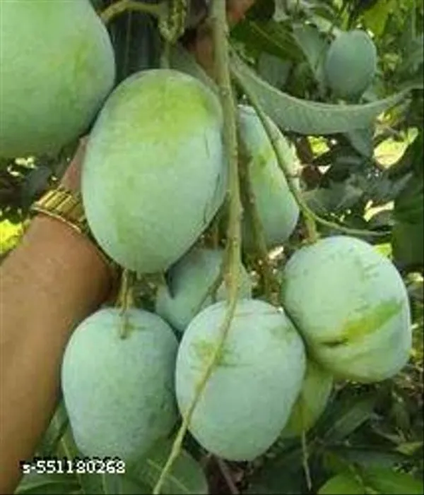 Kesar_Mango_Plant