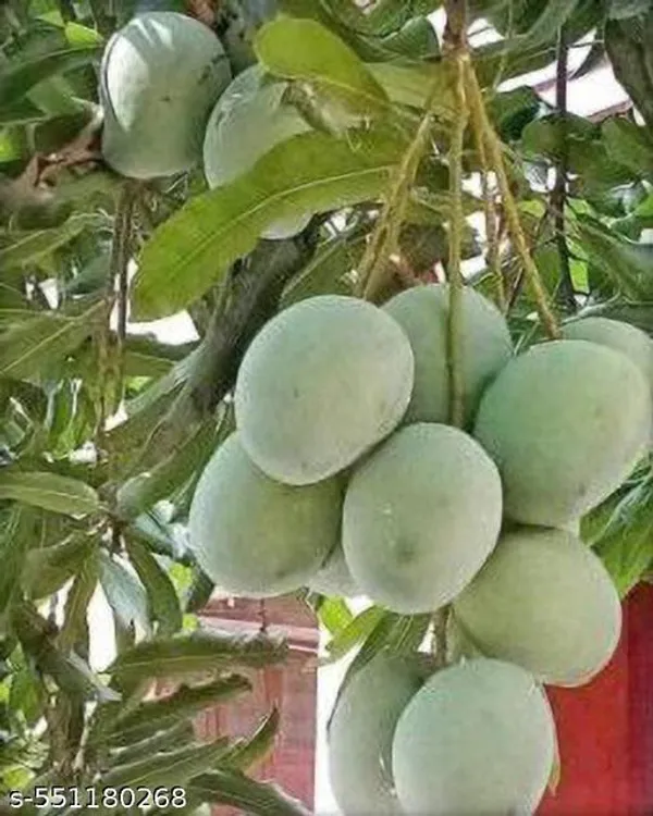 Kesar_Mango_Plant
