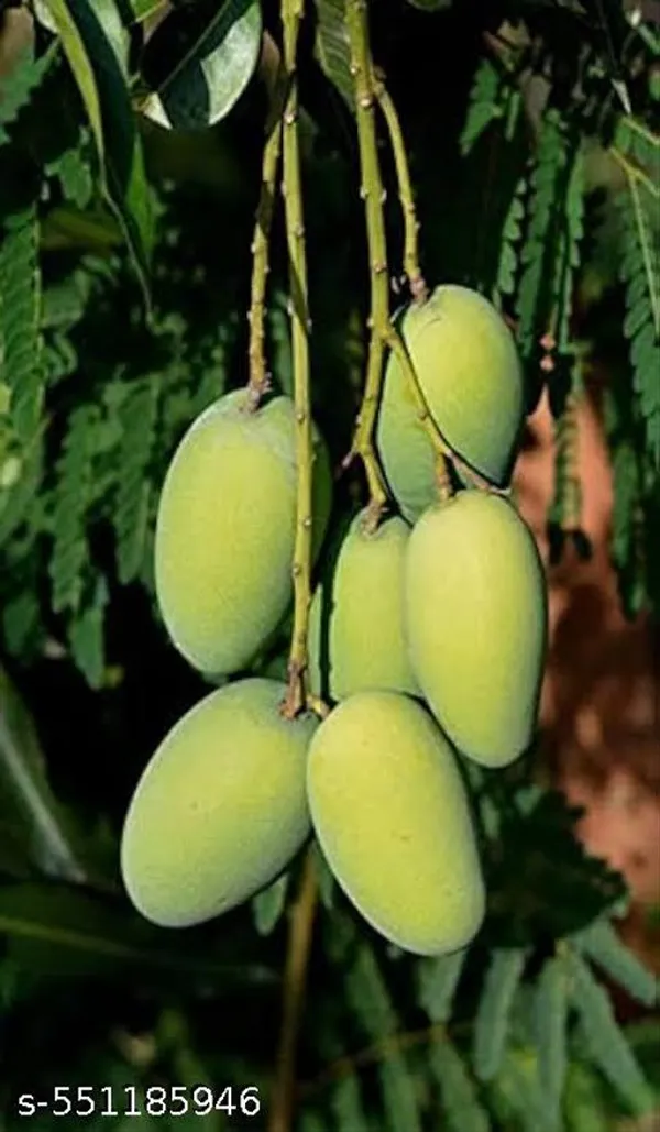 Gir_Kasar_Mango_Plant