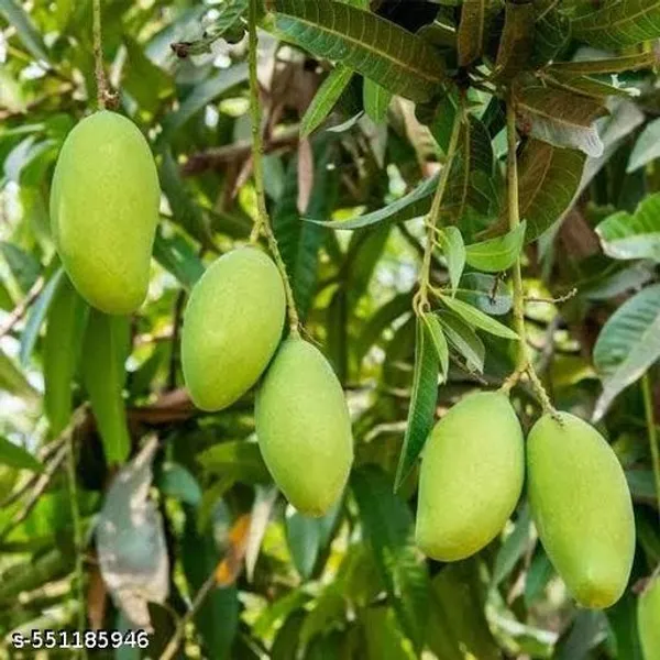 Gir_Kasar_Mango_Plant