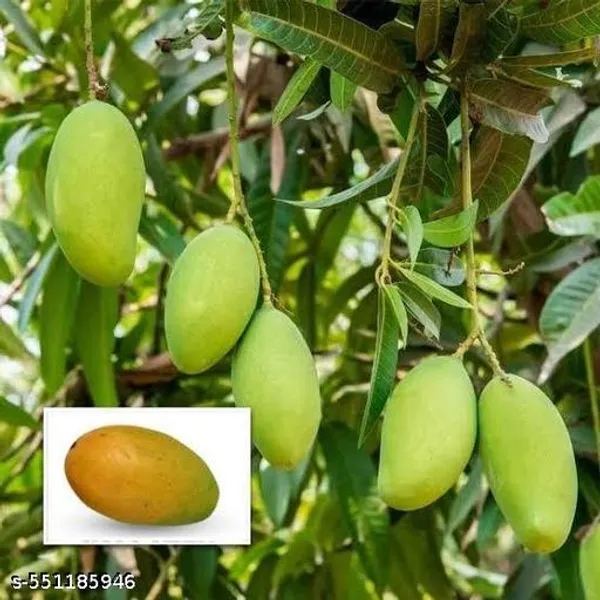 Gir_Kasar_Mango_Plant